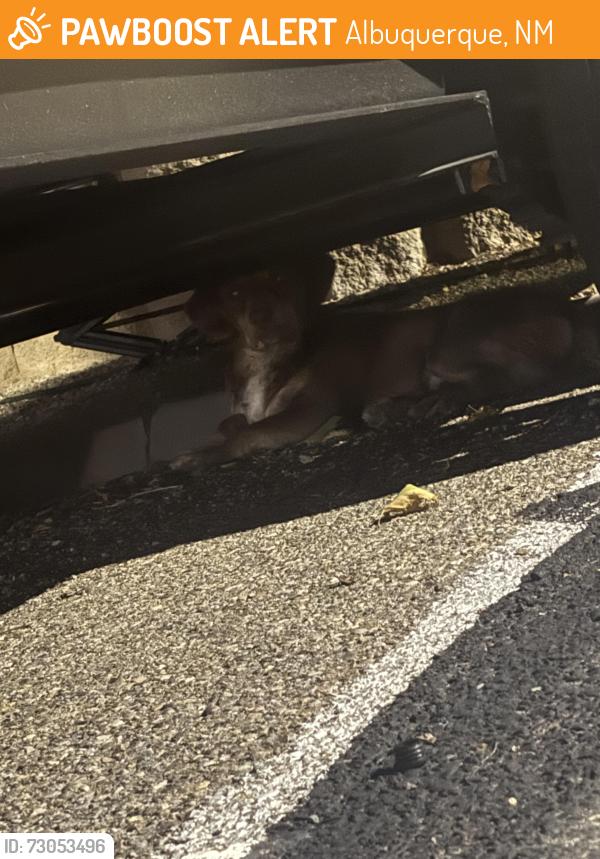 Found/Stray Unknown Dog last seen Near Louisiana blvd se, Albuquerque, NM 87108