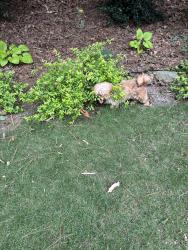 Found/Stray Female Dog last seen Honey Creek Woodlands burial ground (about 2 miles), GA-212, GA 31064