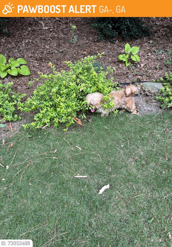 Found/Stray Female Dog last seen Honey Creek Woodlands burial ground (about 2 miles), GA-212, GA 31064