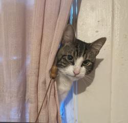 Reunited Male Cat last seen Vaughn Ave & Elliot, MAJOR street SAN CARLOS ST & Bascom Ave, San Jose, CA 95128