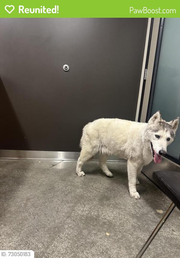 Reunited Female Dog last seen Venice x Fairfax, Los Angeles, CA 90019