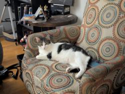 Reunited Male Cat last seen East Watson, St. Louis, MO 63126
