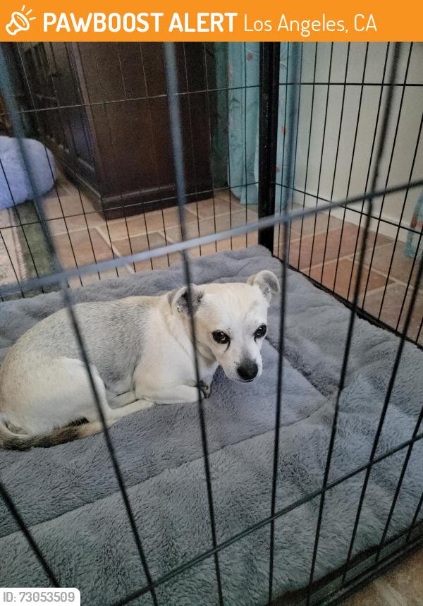Found/Stray Male Dog last seen Westin Hotel at LAX, Los Angeles, CA 90045