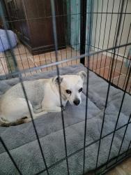Found/Stray Male Dog last seen Westin Hotel at LAX, Los Angeles, CA 90045