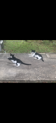 Reunited Male Cat last seen oakmont, Fayetteville, NC 28311