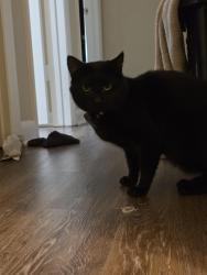 Lost Male Cat last seen Old battleground rd in the woods behind Carolina ests gracious retirement living., Greensboro, NC 27455
