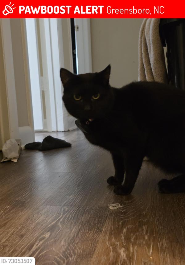Lost Male Cat last seen Old battleground rd in the woods behind Carolina ests gracious retirement living., Greensboro, NC 27455