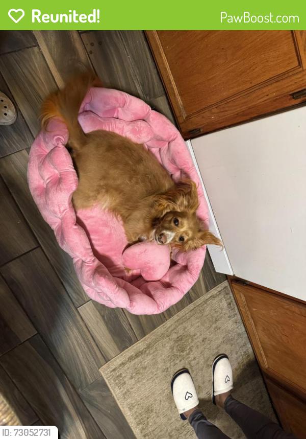 Reunited Female Dog last seen Rockcliff rd se and brannen rd, Atlanta, GA 30316