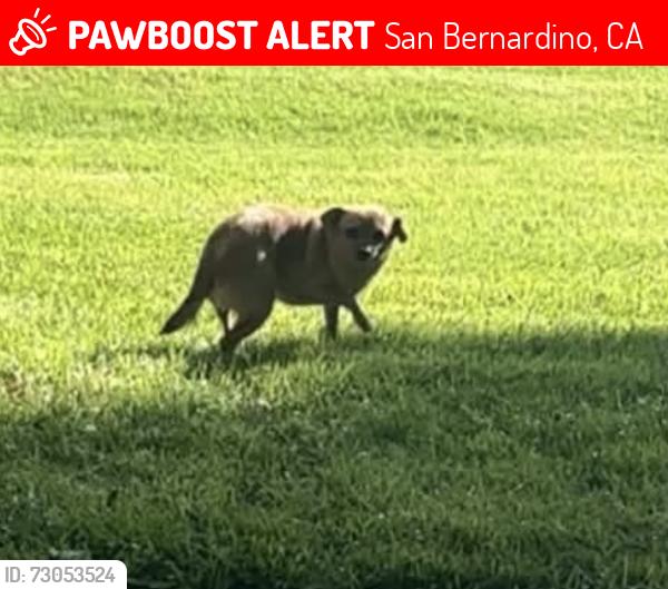 Lost Female Dog last seen Northpark, San Bernardino, CA 92407