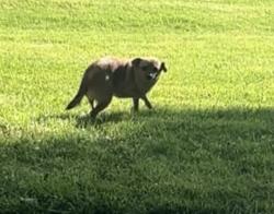 Lost Female Dog last seen Northpark, San Bernardino, CA 92407