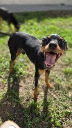 Lost Male Dog last seen Jillson & Fedelia, Commerce, CA 90040