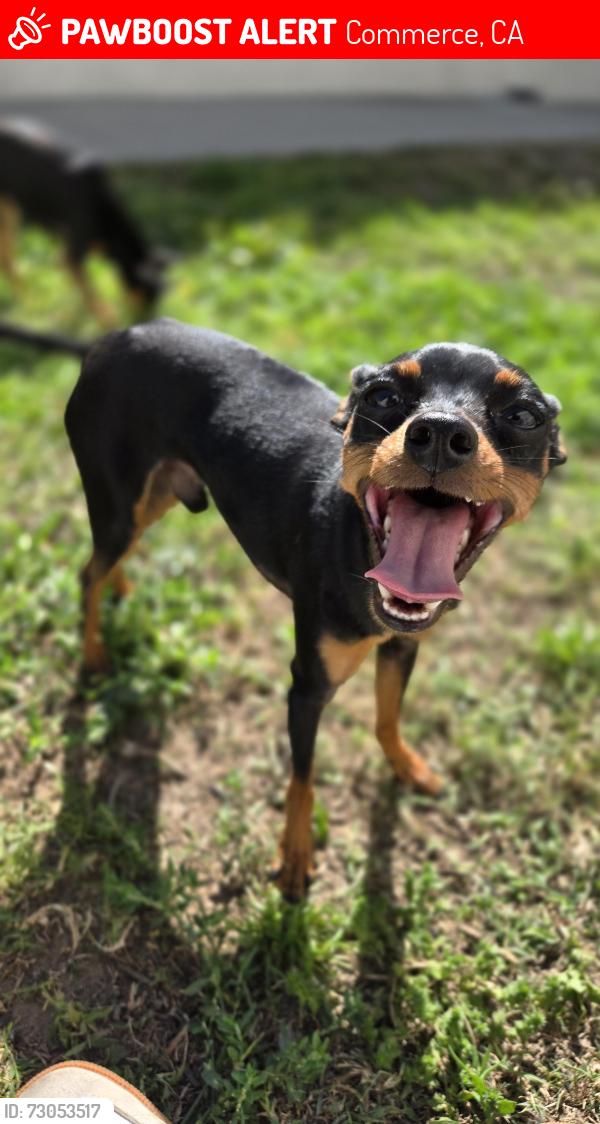 Lost Male Dog last seen Jillson & Fedelia, Commerce, CA 90040