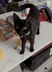 Lost Female Cat last seen Ridge Ave , Columbus, OH 43204