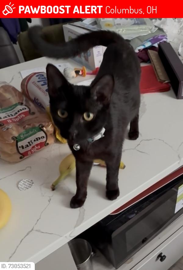 Lost Female Cat last seen Ridge Ave , Columbus, OH 43204