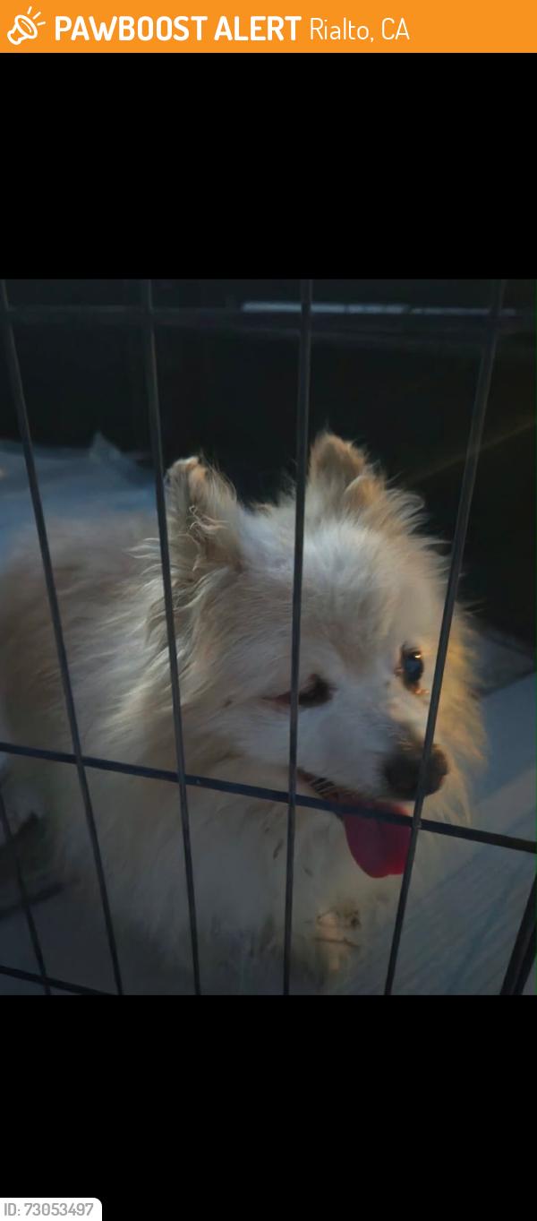 Found/Stray Male Dog last seen N. Linden and W. Second Street , Rialto, CA 92376