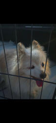 Found/Stray Male Dog last seen N. Linden and W. Second Street , Rialto, CA 92376