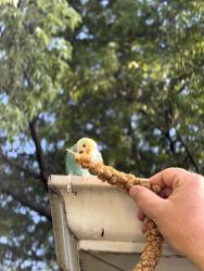 Found/Stray Female Bird last seen Near Thorntons Gas Station on 25&62, East Dundee, IL 60118