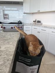 Reunited Male Cat last seen Geldert Drive, Tiburon, CA 94920