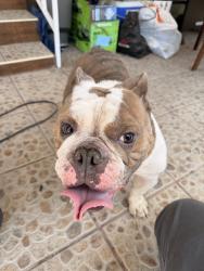Found/Stray Male Dog last seen Arbor Vitae St and Inglewood, Inglewood, CA 90301