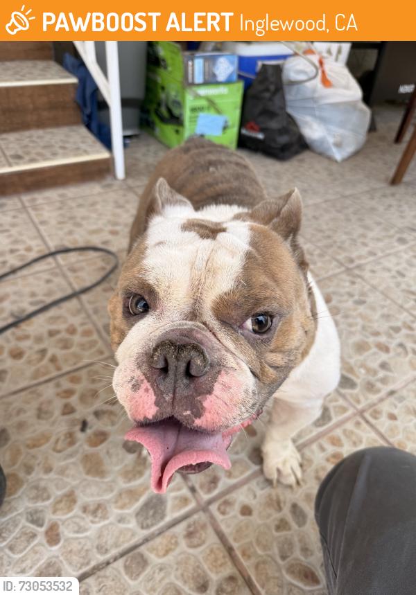 Found/Stray Male Dog last seen Arbor Vitae St and Inglewood, Inglewood, CA 90301