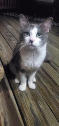 Reunited Female Cat last seen Rock Church Hill Rd and Longwood, Stafford County, VA 22556