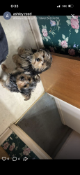 Lost Male Dog last seen Oakview apmts, Augusta, GA 30815