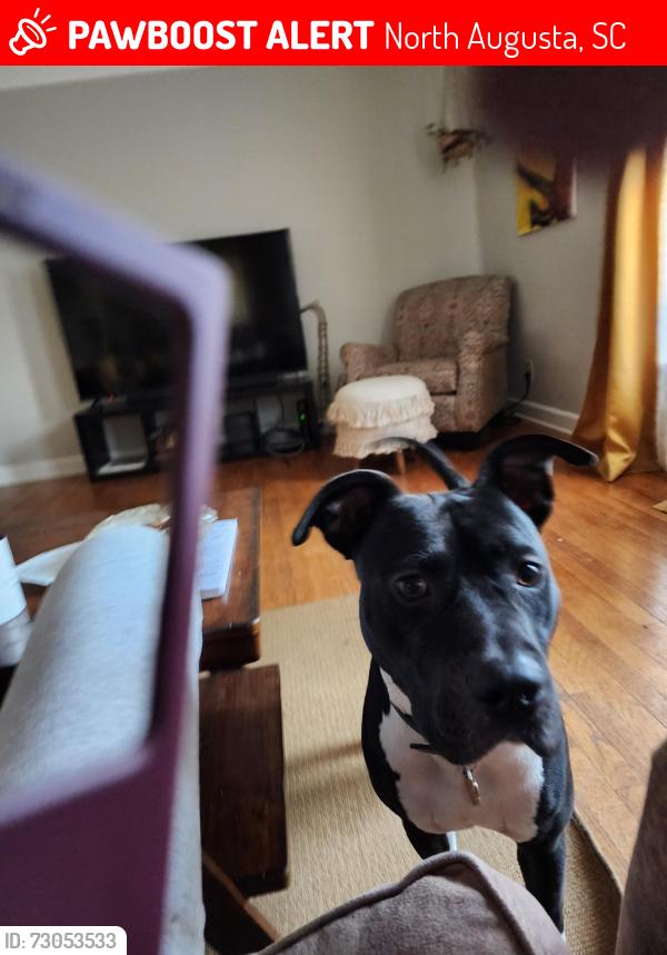 Lost Male Dog last seen Yaun Road, North Augusta, SC 29841