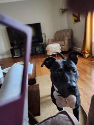 Lost Male Dog last seen Yaun Road, North Augusta, SC 29841