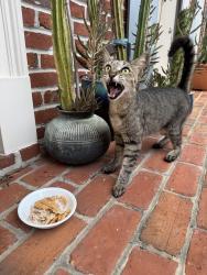 Found/Stray Male Cat last seen Sunny and alfonse , Metairie, LA 70006