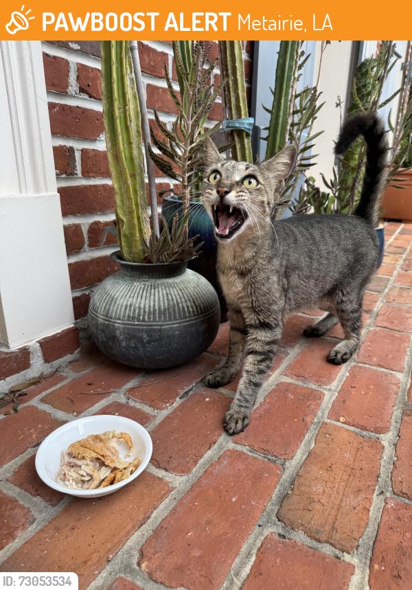 Found/Stray Male Cat last seen Sunny and alfonse , Metairie, LA 70006