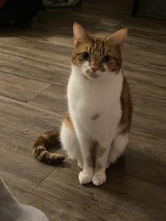 Lost Male Cat last seen Clarence Road, Longsight, England M13