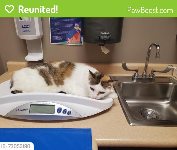 Reunited Female Cat last seen  Wash Plus  3401 Cleveland Ave Santa Rosa Ca 95403, Santa Rosa, CA 95403