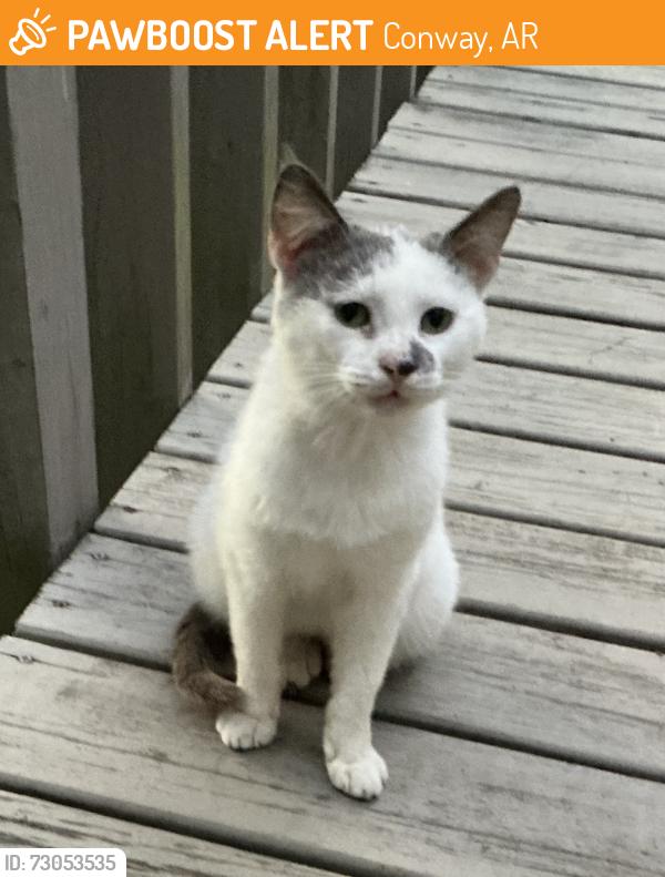 Found/Stray Unknown Cat last seen Imperial lane & Cole, Conway, AR 72032