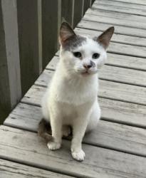 Found/Stray Unknown Cat last seen Imperial lane & Cole, Conway, AR 72032