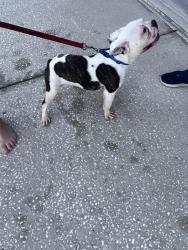 Reunited Male Dog last seen Horizon Drive - Spring Hill Drive, Spring Hill, FL 34608