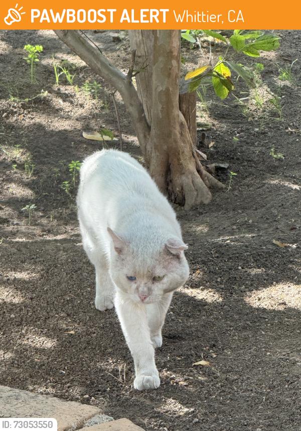 Found/Stray Unknown Cat last seen Whittier blvd /Mcnees ave, Whittier, CA 90602