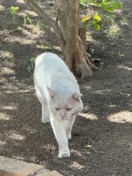 Found/Stray Unknown Cat last seen Whittier blvd /Mcnees ave, Whittier, CA 90602