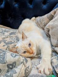 Lost Female Cat last seen Mirror St and Welfer St, Pittsburgh, PA 15217