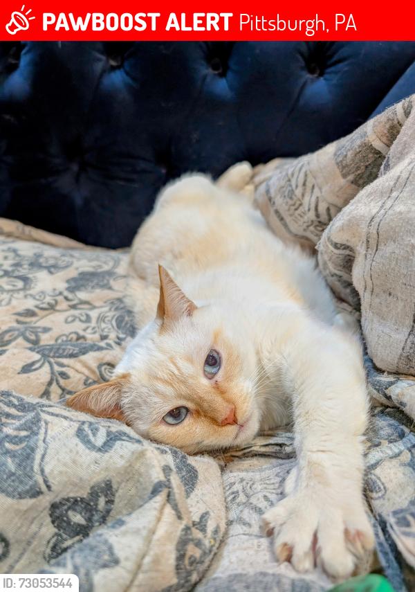 Lost Female Cat last seen Mirror St and Welfer St, Pittsburgh, PA 15217