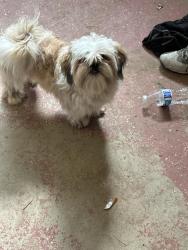 Reunited Male Dog last seen Kester Ave, Los Angeles, CA 91411