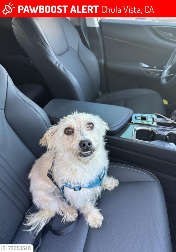 Lost Male Dog last seen Orange and  hilltop drive , Chula Vista, CA 91911