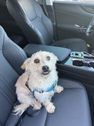 Lost Male Dog last seen Orange and  hilltop drive , Chula Vista, CA 91911