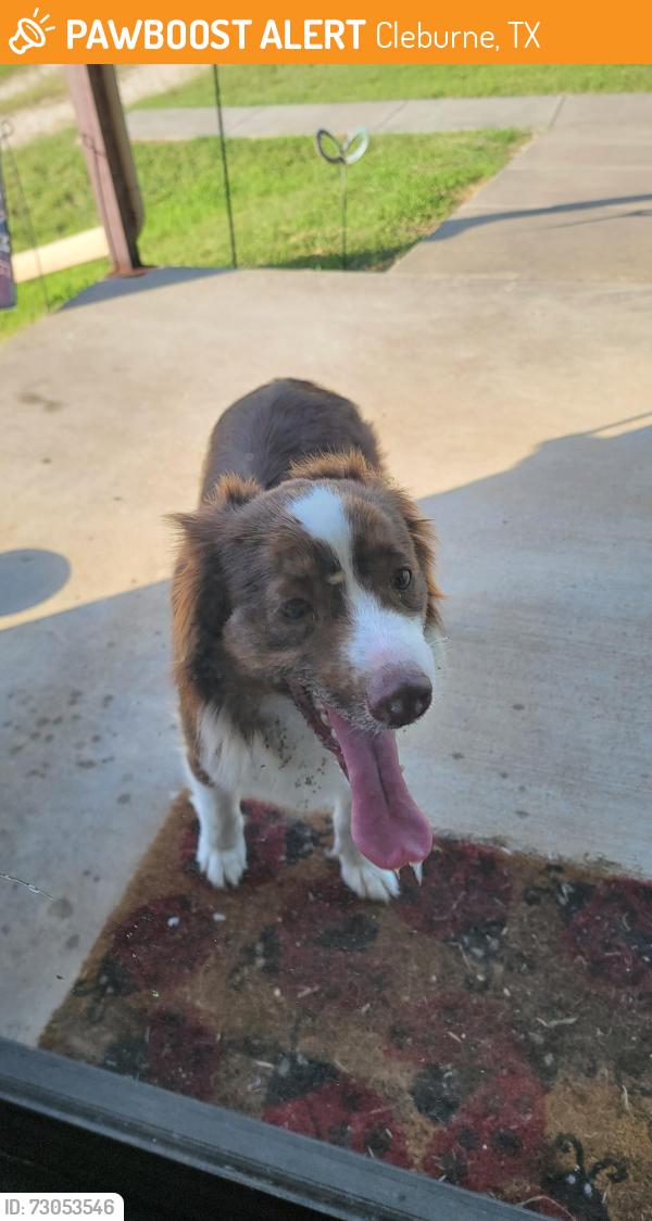 Found/Stray Unknown Dog last seen Fm 2135 and CR 314, Cleburne, TX 76031