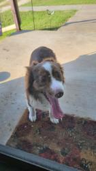 Found/Stray Unknown Dog last seen Fm 2135 and CR 314, Cleburne, TX 76031