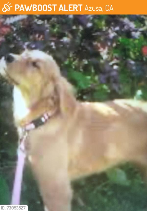 Found/Stray Unknown Dog last seen Citrus Ave and 210 fwy , Azusa, CA 91702