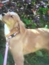 Found/Stray Unknown Dog last seen Citrus Ave and 210 fwy , Azusa, CA 91702