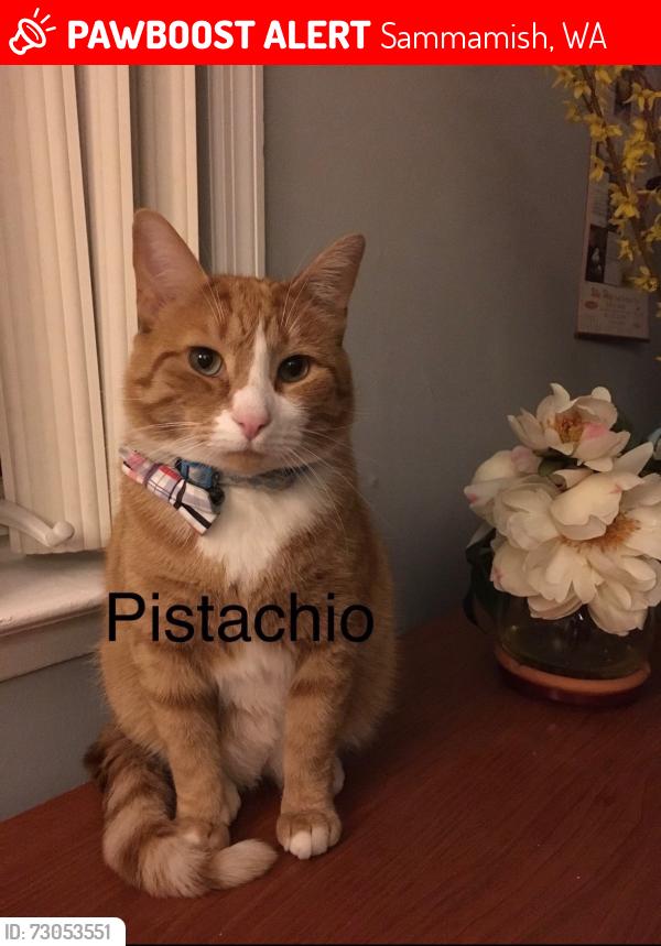 Lost Male Cat last seen 41st CT, Sammamish , Sammamish, WA 98075