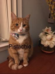 Lost Male Cat last seen 41st CT, Sammamish , Sammamish, WA 98075
