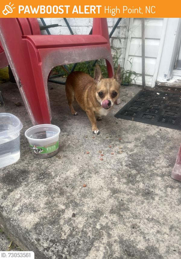 Found/Stray Female Dog last seen Farriss Ave, High Point, NC 27262