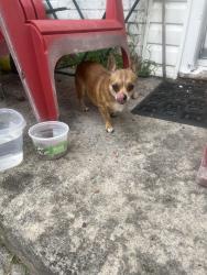 Found/Stray Female Dog last seen Farriss Ave, High Point, NC 27262